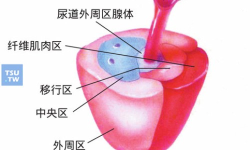 【硝呋太尔胶囊可以治疗霉菌性阴炎吗】硝呋太尔制霉素胶囊 - 硝呋太尔胶囊几个疗程网